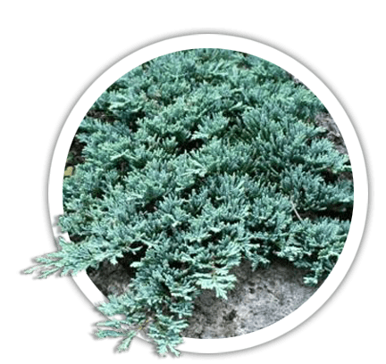 Ялівець горизонтальний / Juniperus horizontalis